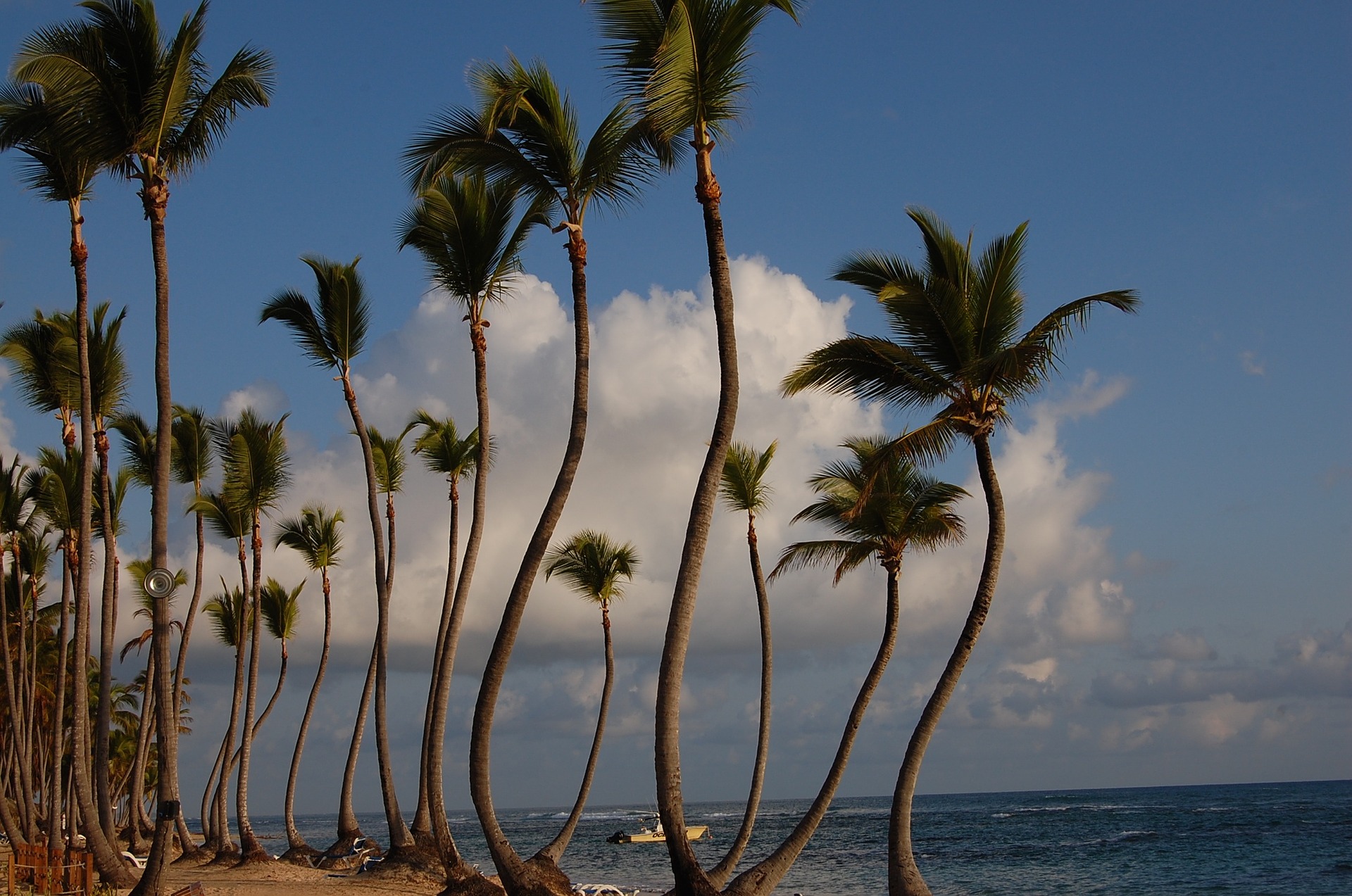 Punta Cana palm trees