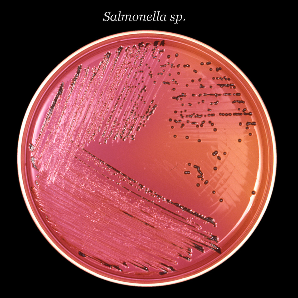 Salmonella on petri dish