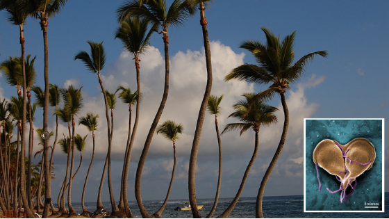 Punta Cana beach with giardia inset