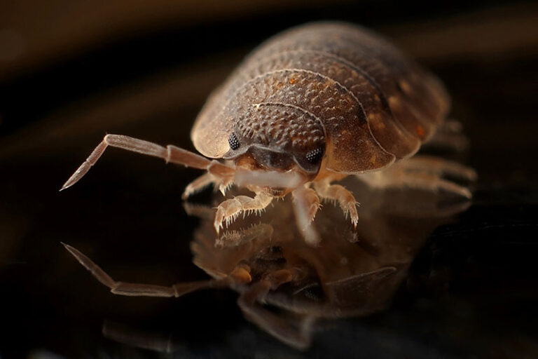 Found Bed Bugs in Your Hotel Room? What to Do Next
