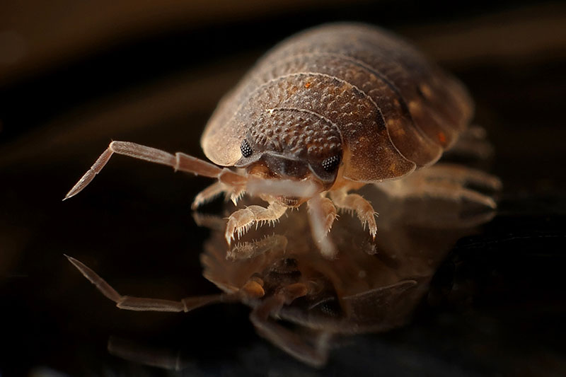 £1000 Compensation Settlement Agreed Over Bed Bug Scandal