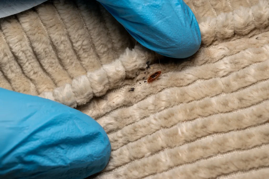 Kate Salter’s £3,500 Bed Bug Victory against TUI Blue Los Gigantes